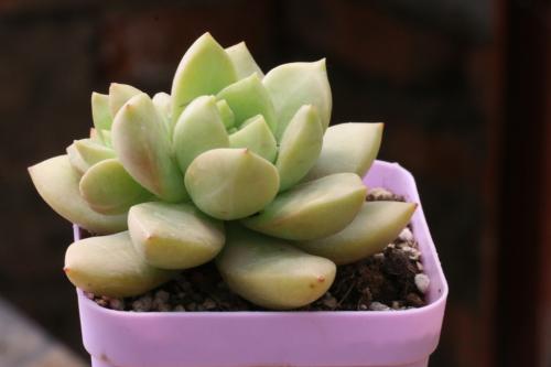 ɽһС5δůνģ31չů